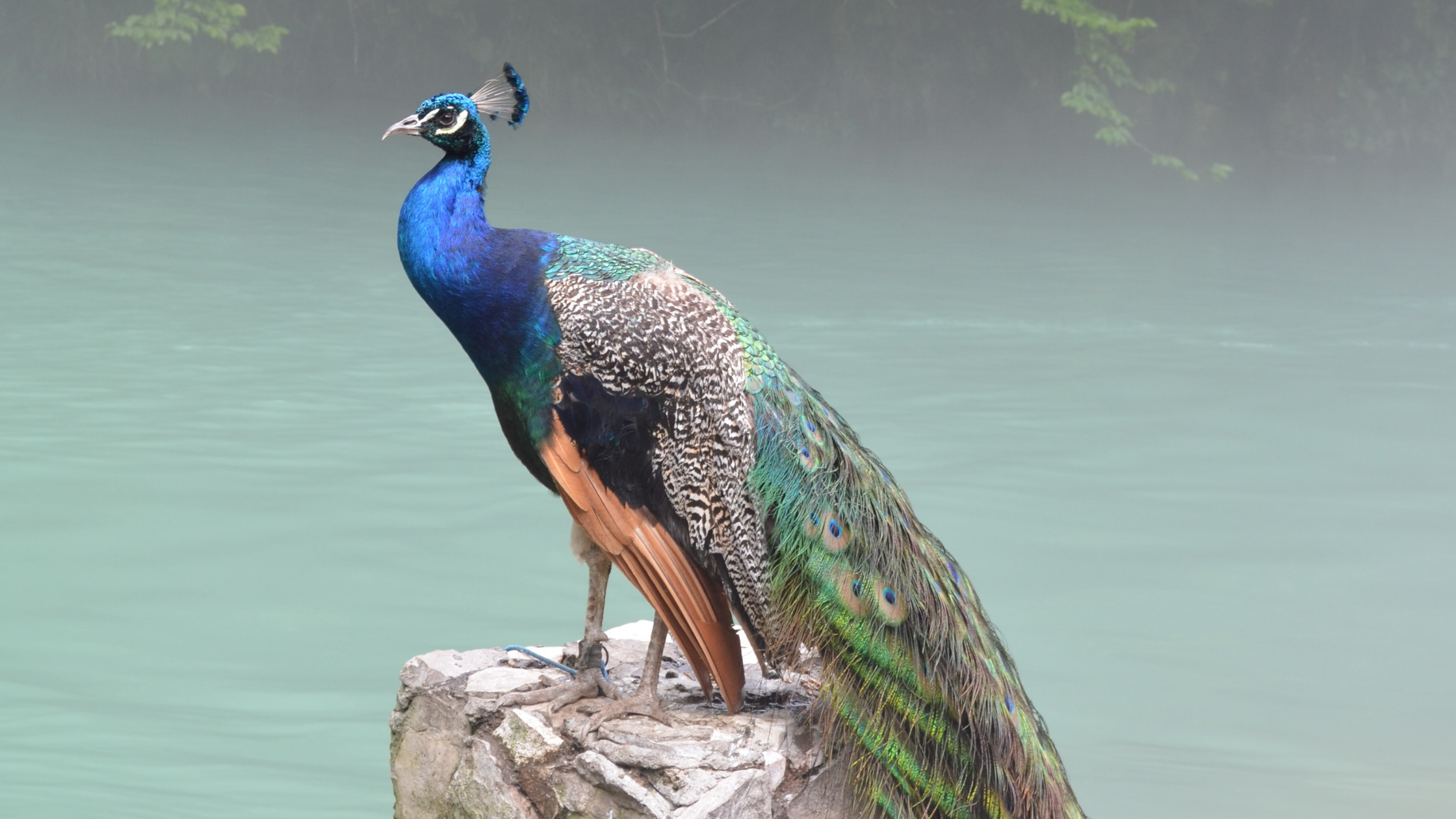peacock in a river