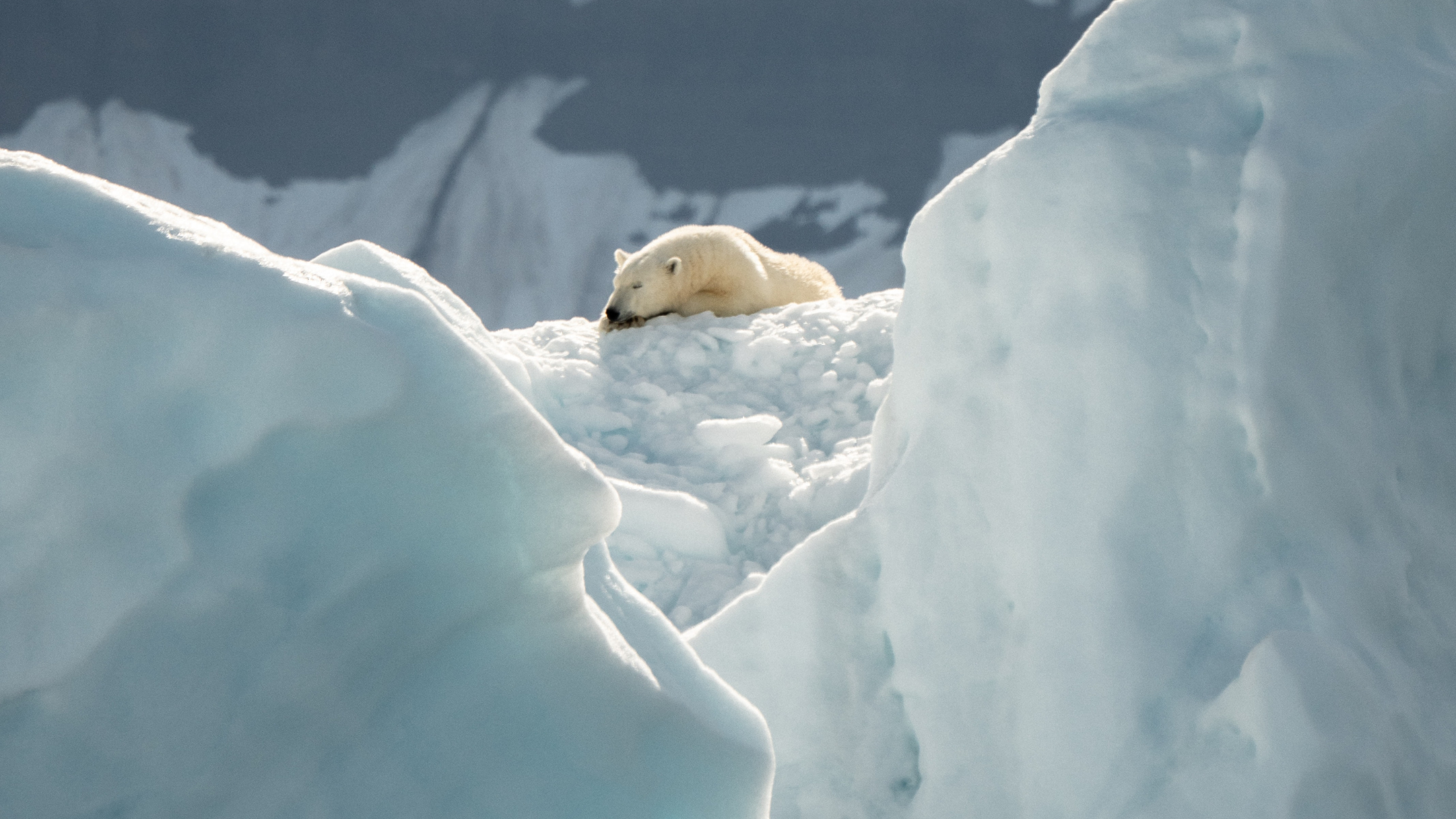 polar bear amongst ice bergs