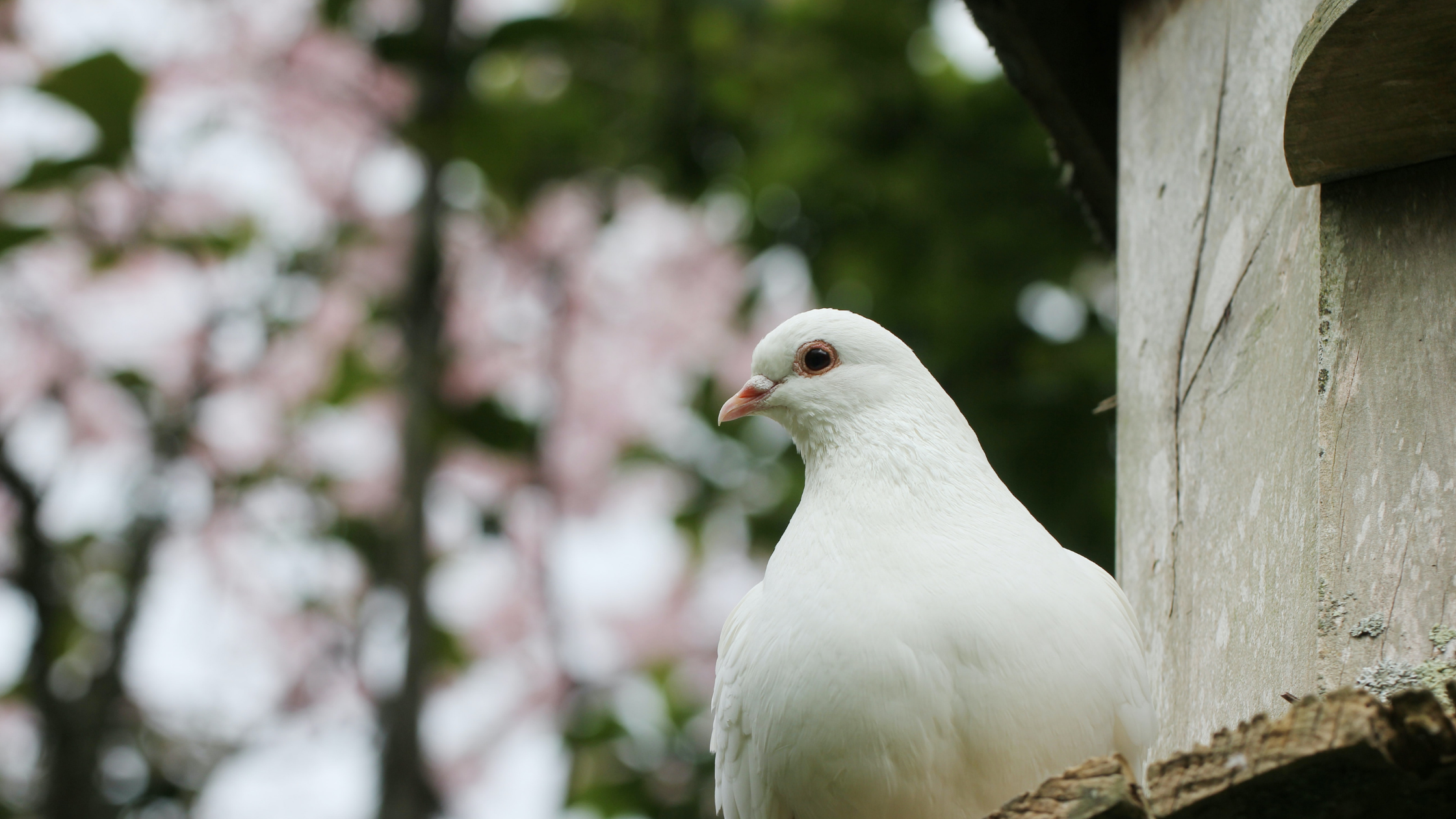 a white dove