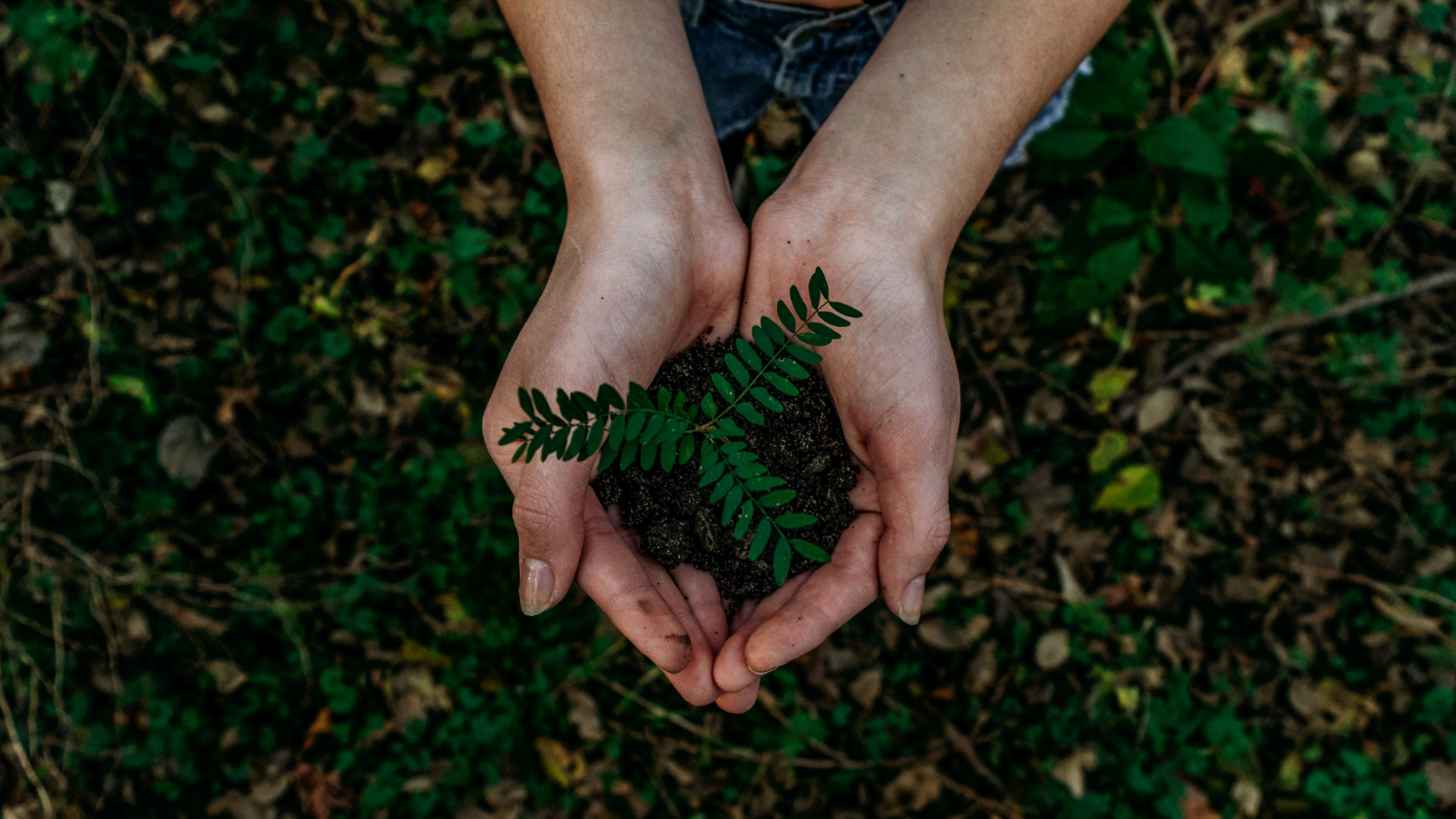 hands holding a plant